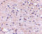 Autophagy And Beclin 1 Regulator 1 antibody, 4555, ProSci, Immunohistochemistry paraffin image 