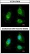 Exosome Component 2 antibody, GTX117616, GeneTex, Immunofluorescence image 