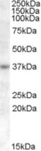 Ras Association Domain Family Member 7 antibody, EB08383, Everest Biotech, Western Blot image 