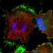 Taspase 1 antibody, NBP1-88307, Novus Biologicals, Immunocytochemistry image 