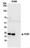 PEST Proteolytic Signal Containing Nuclear Protein antibody, NBP2-37692, Novus Biologicals, Immunoprecipitation image 