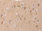 OTU Deubiquitinase, Ubiquitin Aldehyde Binding 1 antibody, CSB-PA833783, Cusabio, Immunohistochemistry frozen image 