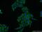 Acrosomal Vesicle Protein 1 antibody, 14040-1-AP, Proteintech Group, Immunofluorescence image 