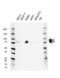 E3 ubiquitin-protein ligase RAD18 antibody, VMA00568, Bio-Rad (formerly AbD Serotec) , Western Blot image 