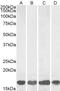 AIF1 antibody, PA5-18039, Invitrogen Antibodies, Western Blot image 
