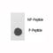Integrin Linked Kinase antibody, F48615-0.4ML, NSJ Bioreagents, Dot Blot image 