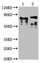 Lymphocyte Activating 3 antibody, CSB-MA012719A0m, Cusabio, Western Blot image 