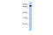 TLE Family Member 2, Transcriptional Corepressor antibody, 25-059, ProSci, Western Blot image 