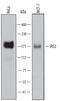 Insulin Receptor Substrate 2 antibody, AF6347, R&D Systems, Western Blot image 