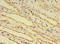 Ectodysplasin A2 Receptor antibody, LS-C379863, Lifespan Biosciences, Immunohistochemistry paraffin image 