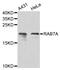 RAB7A antibody, abx127026, Abbexa, Western Blot image 