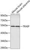 TRAF Interacting Protein antibody, 19-048, ProSci, Western Blot image 