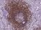 TNF Receptor Superfamily Member 13C antibody, 200139-T08, Sino Biological, Immunohistochemistry frozen image 