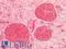 S100 Calcium Binding Protein A6 antibody, LS-B16854, Lifespan Biosciences, Immunohistochemistry paraffin image 
