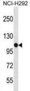 PBX Homeobox Interacting Protein 1 antibody, abx029107, Abbexa, Western Blot image 