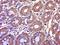 Dehydrogenase/Reductase 4 Like 2 antibody, orb2424, Biorbyt, Immunohistochemistry paraffin image 