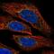 3-Phosphoinositide Dependent Protein Kinase 1 antibody, NBP2-56546, Novus Biologicals, Immunofluorescence image 