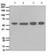 pp60c-src antibody, ab109381, Abcam, Western Blot image 