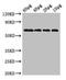 Probable diguanylate cyclase YedQ antibody, orb240613, Biorbyt, Western Blot image 