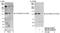 GTF2I Repeat Domain Containing 1 antibody, NB100-61056, Novus Biologicals, Western Blot image 