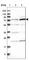 DNA topoisomerase I, mitochondrial antibody, HPA021542, Atlas Antibodies, Western Blot image 