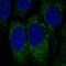 Natural Cytotoxicity Triggering Receptor 1 antibody, NBP2-58055, Novus Biologicals, Immunofluorescence image 