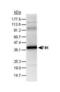 Hypoxia Inducible Factor 1 Subunit Alpha Inhibitor antibody, PA1-16593, Invitrogen Antibodies, Western Blot image 