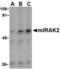 Interleukin 1 Receptor Associated Kinase 2 antibody, TA306248, Origene, Western Blot image 