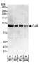 Cullin 4B antibody, A303-863A, Bethyl Labs, Western Blot image 