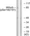 Component Of Inhibitor Of Nuclear Factor Kappa B Kinase Complex antibody, PA5-38255, Invitrogen Antibodies, Western Blot image 