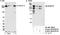 Protein transport protein Sec16A antibody, NB100-1799, Novus Biologicals, Western Blot image 