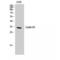 Cyclin D3 antibody, LS-C382968, Lifespan Biosciences, Western Blot image 