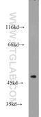 Adenylosuccinate Synthase antibody, 16373-1-AP, Proteintech Group, Western Blot image 