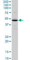 Endoplasmic Reticulum Protein 44 antibody, LS-B6215, Lifespan Biosciences, Western Blot image 