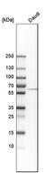 LSM14A MRNA Processing Body Assembly Factor antibody, HPA017961, Atlas Antibodies, Western Blot image 