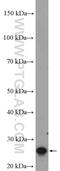 Regulator Of G Protein Signaling 2 antibody, 10678-1-AP, Proteintech Group, Western Blot image 