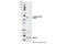 Glycogen Synthase Kinase 3 Beta antibody, 5558P, Cell Signaling Technology, Western Blot image 