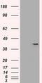 SRY-Box 17 antibody, MA5-24885, Invitrogen Antibodies, Western Blot image 