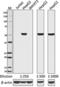 Nuclear Factor, Interleukin 3 Regulated antibody, 698101, BioLegend, Western Blot image 