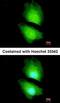 Solute Carrier Family 7 Member 8 antibody, orb314791, Biorbyt, Immunofluorescence image 