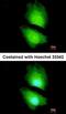 Solute Carrier Family 7 Member 8 antibody, orb314791, Biorbyt, Immunofluorescence image 