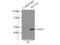 Acyl-CoA Thioesterase 2 antibody, 15633-1-AP, Proteintech Group, Immunoprecipitation image 