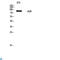 TNF Alpha Induced Protein 3 antibody, LS-C813314, Lifespan Biosciences, Western Blot image 