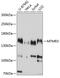 Myotubularin Related Protein 3 antibody, GTX64947, GeneTex, Western Blot image 
