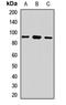 La Ribonucleoprotein Domain Family Member 4 antibody, LS-C668541, Lifespan Biosciences, Western Blot image 