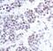 Chromobox 5 antibody, MA5-14989, Invitrogen Antibodies, Immunohistochemistry frozen image 