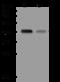 Platelet Derived Growth Factor D antibody, 200176-T36, Sino Biological, Western Blot image 