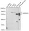 Serpin Family D Member 1 antibody, 19-896, ProSci, Western Blot image 