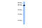 Mitotic Spindle Positioning antibody, 26-763, ProSci, Enzyme Linked Immunosorbent Assay image 