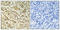 Nucleolar Protein 10 antibody, A14358-2, Boster Biological Technology, Immunohistochemistry paraffin image 